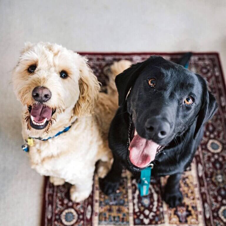 Hvad skal jeg købe til min hund?