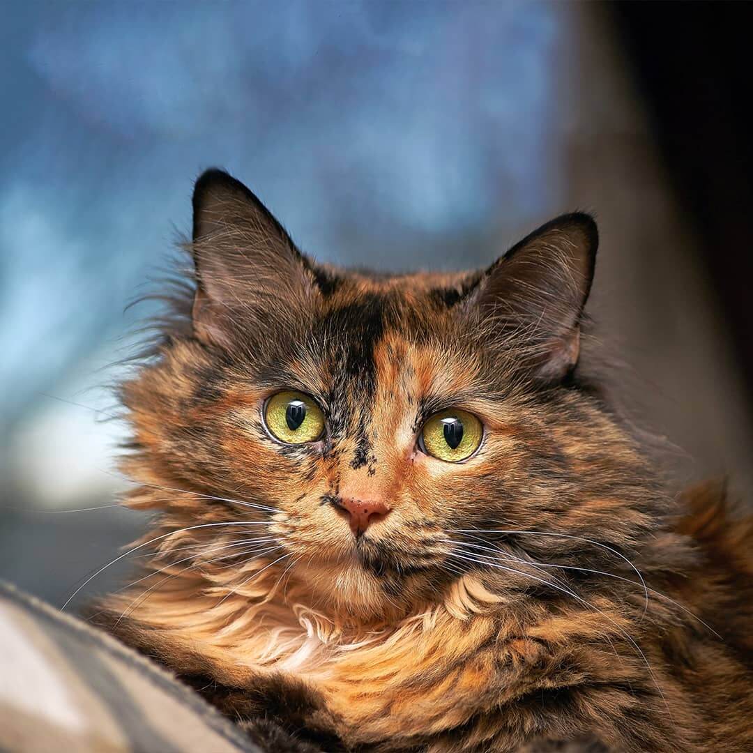 blog kat