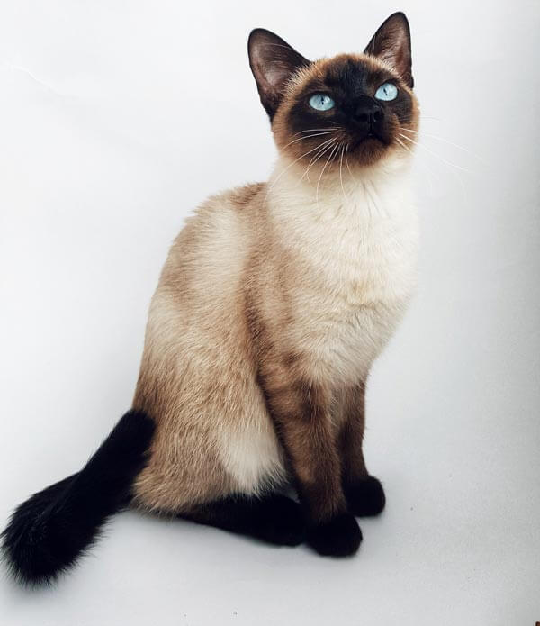 Smuk Siameser kat