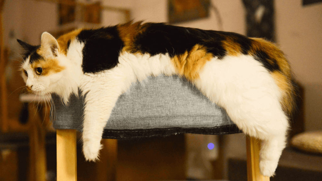 Tyk kat