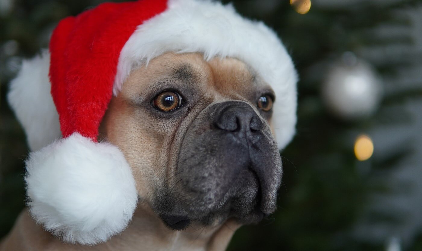 Pas på hunden i julen