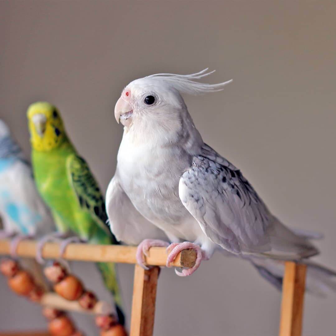 blog fugl