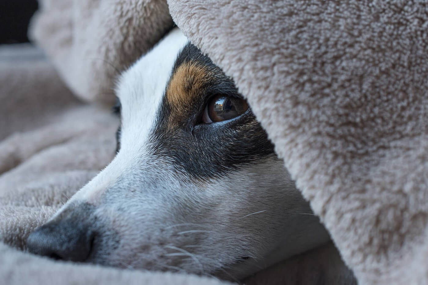 Når hunden skal holdes i ro