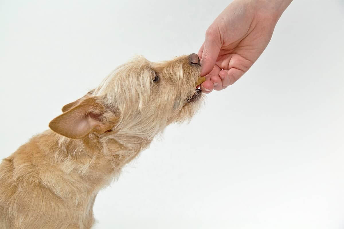 Bløde hundegodbidder