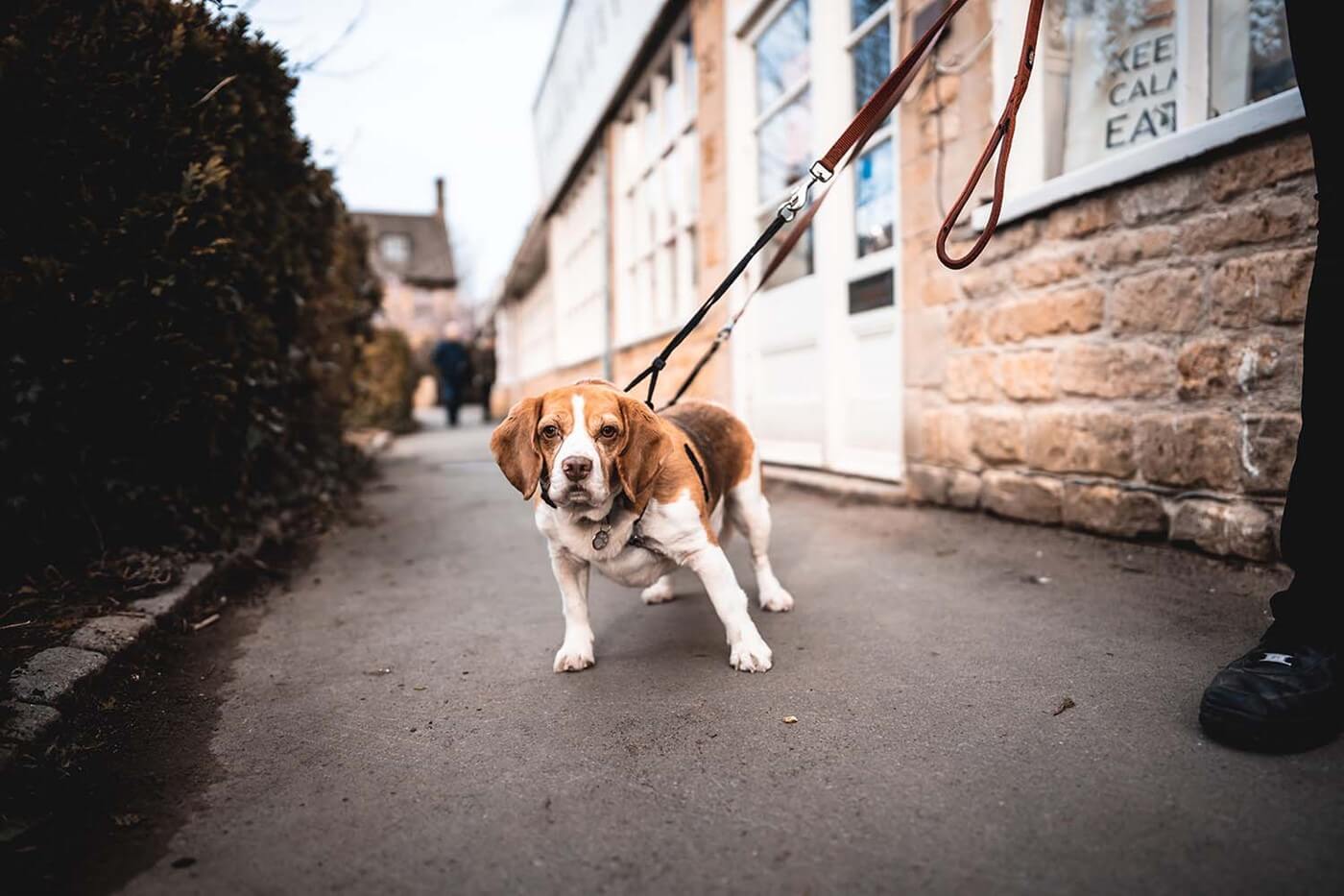 Min hund trækker i snoren
