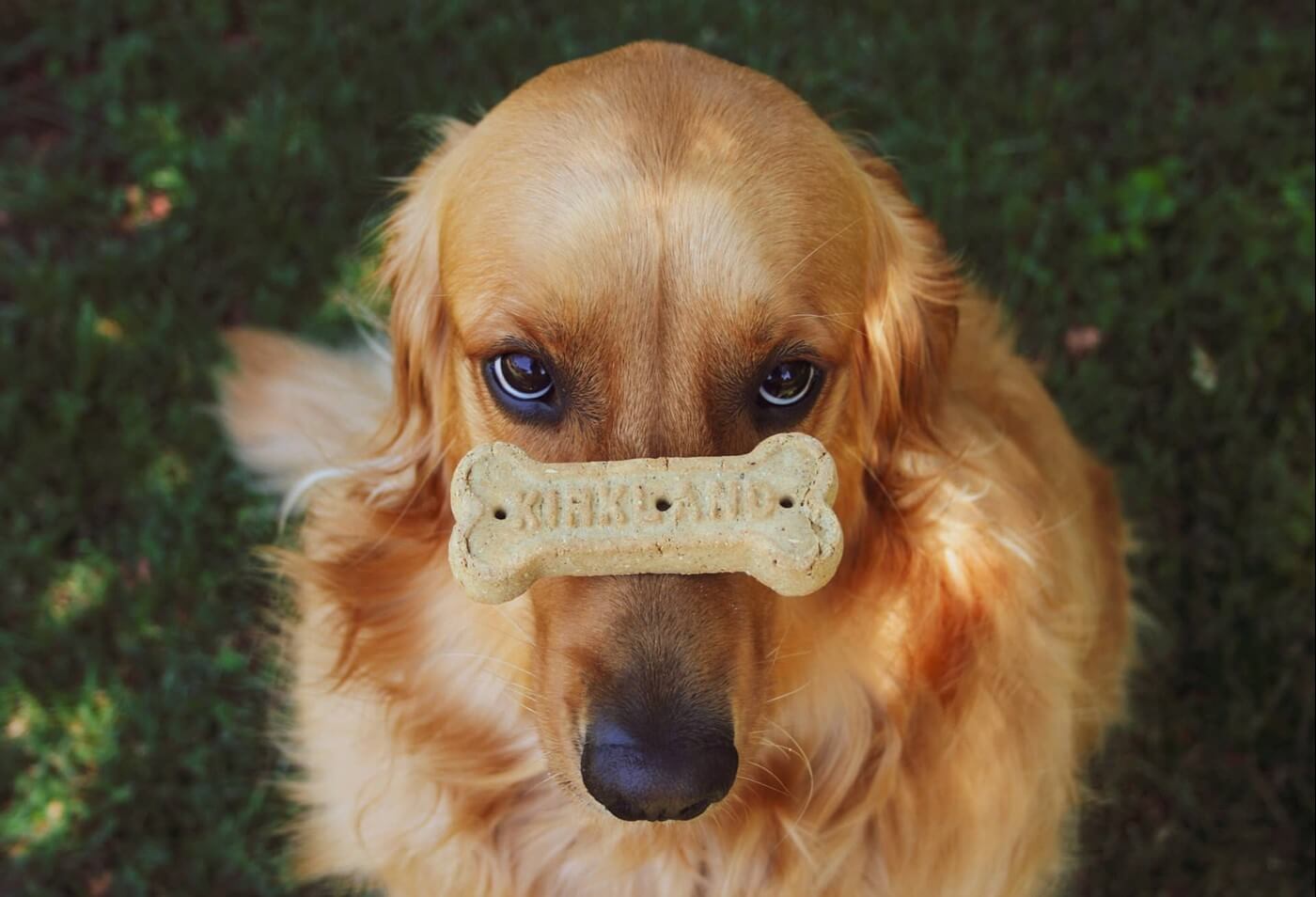 Hundekiks