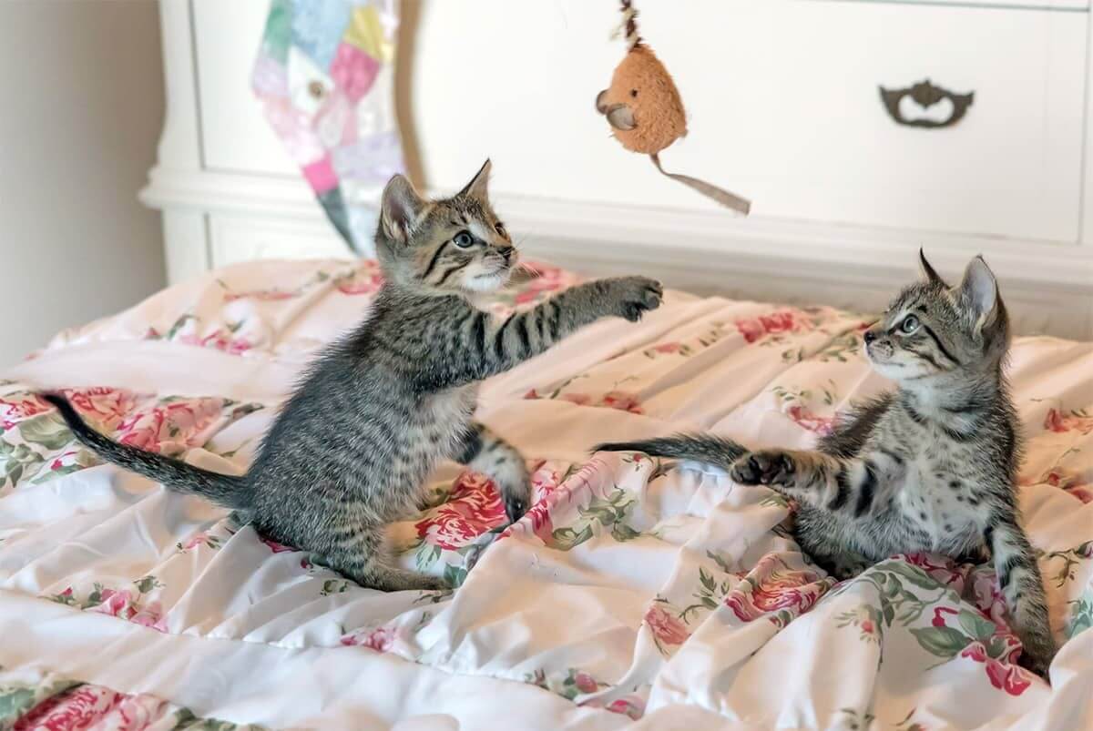 Hvor meget skal man lege med sin kat?