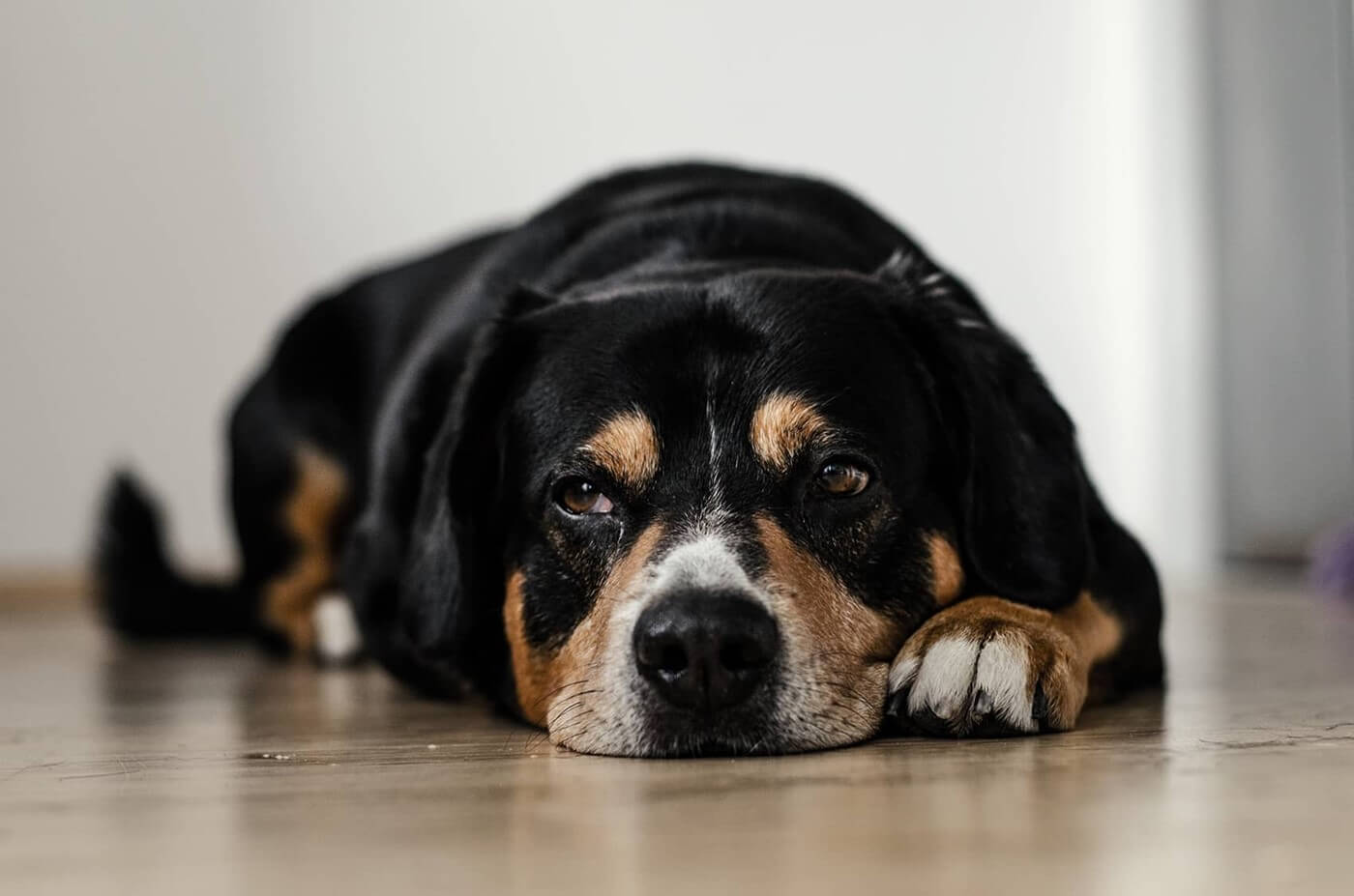 Hvorfor keder hunden sig?