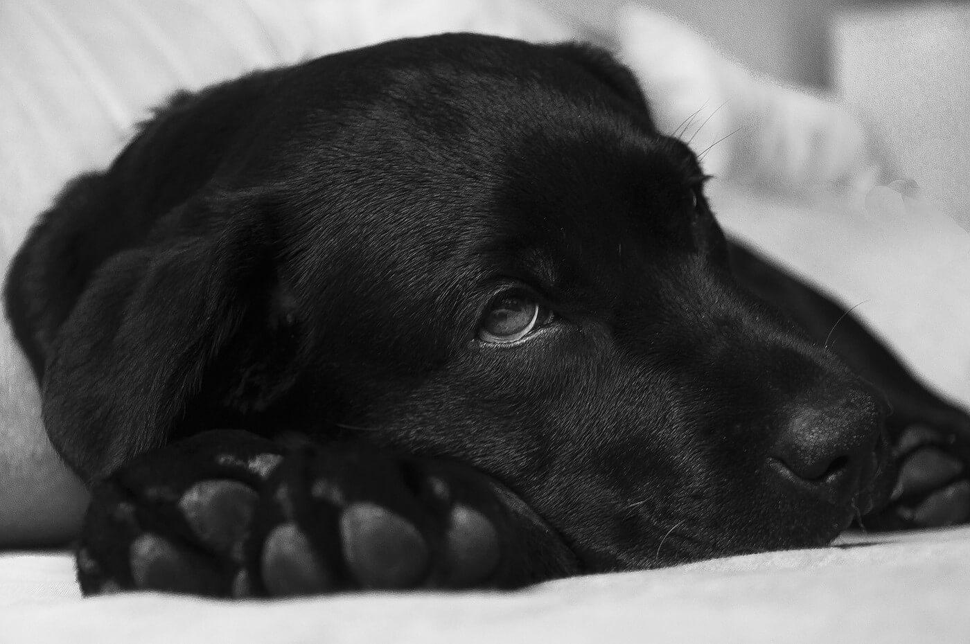 Dårlig mave – hund & kat