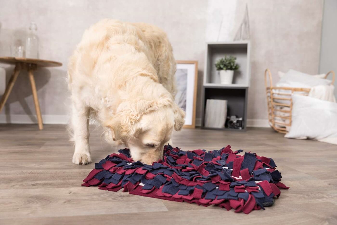 Aktivitetsspil til hunde