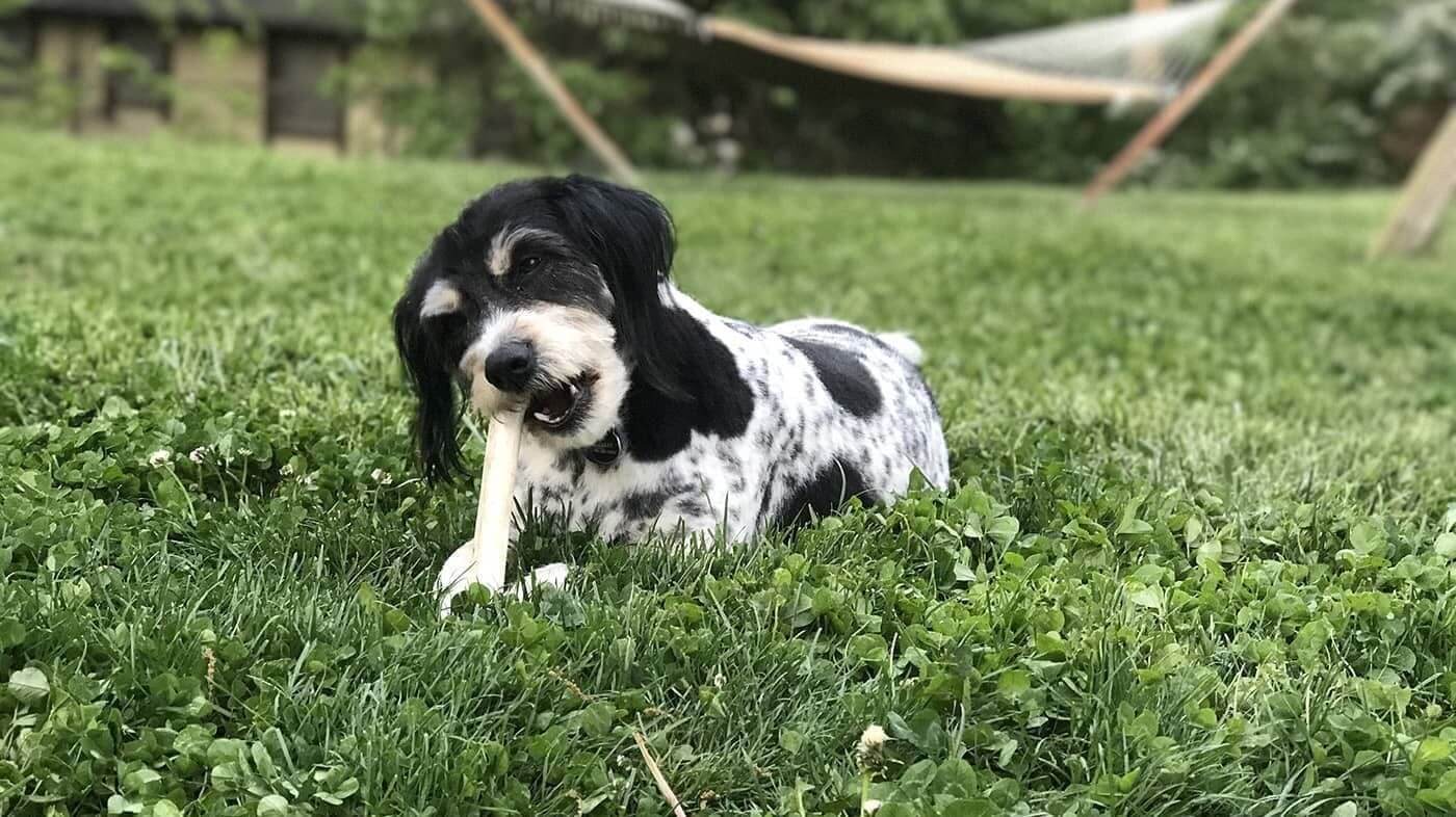 Tyggeben til hunde