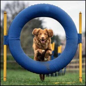 Agility