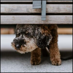Angst og stress hund