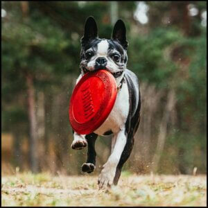 Bolde og frisbees