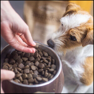 Hundefoder