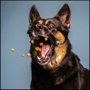 Godbidder til hund