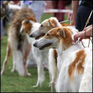 Hundeudstilling