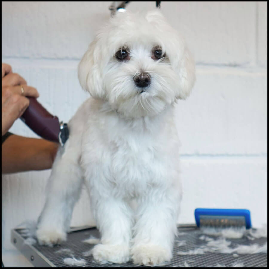 Klipning af min egen hund