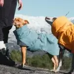 8f1b4340cb8bc5e174f41c6145c5547b_600x