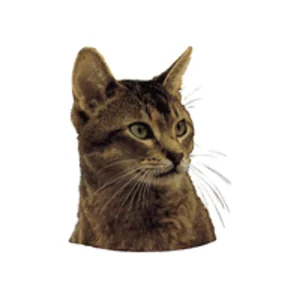 Dekal Kat Abbysinier Vildt Lille 4stk