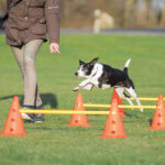 Hund springer