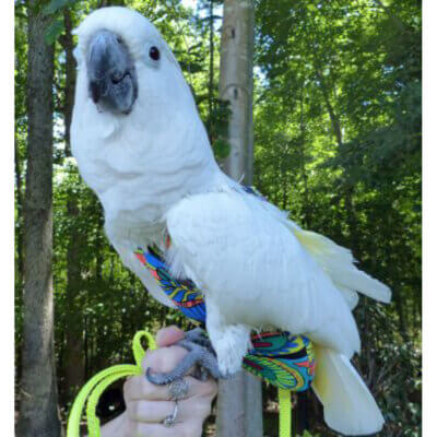 Anchorline-on-Bird1_373x400_default.jpg