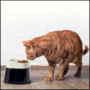 Kattemad