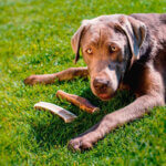 Antler-Half-Chew-XS-3_default.jpg