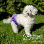 Ballerina-lilla-bichon_default.jpg