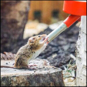 Skåle og drikkeflasker