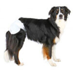 Engangs-bleer-til-hunde_default.jpg