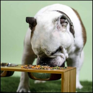 Senior hundefoder