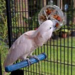 Foraging Wheel Large Kakadue