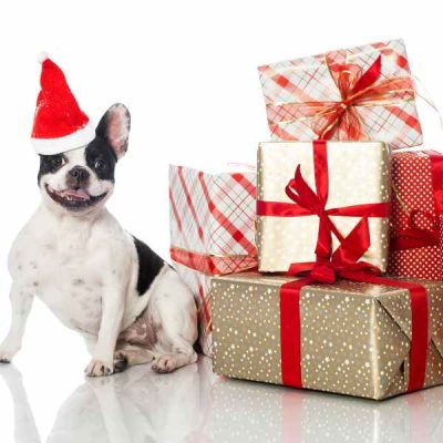 Hund adventskalender Hund adventskalender