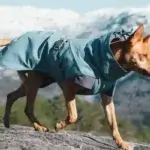 HurttaExpeditionParka_Bilberry_AW19_7_600x