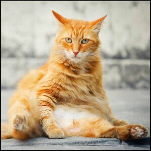 Foder til steriliseret kat