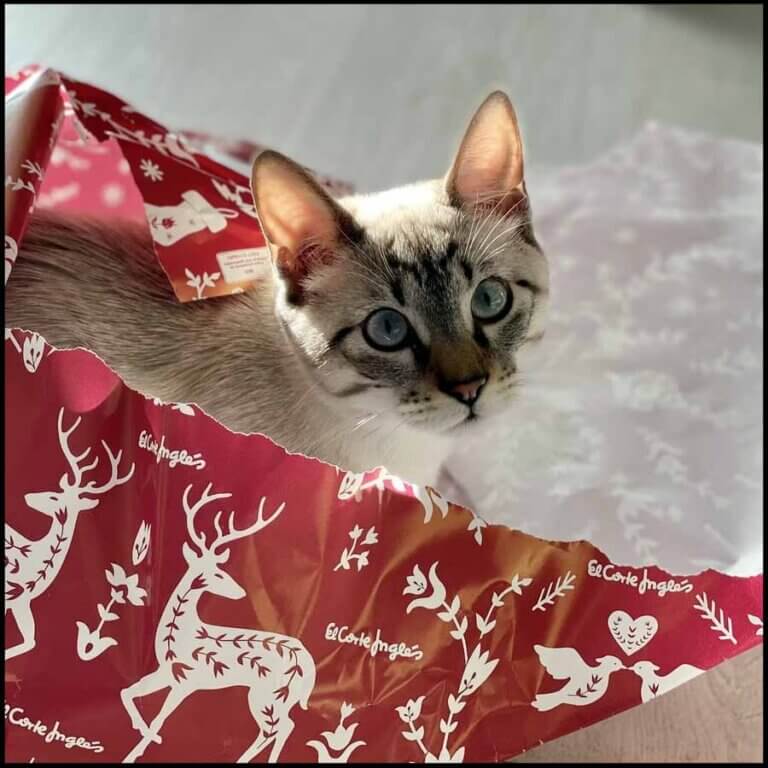 Pas på katten i julen