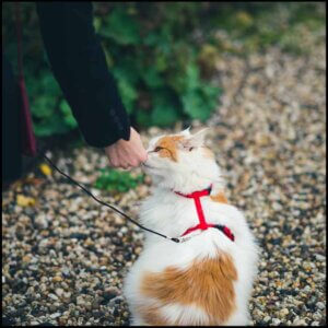 Katteseler og katteliner