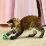 Kong20cat20tennisbold20med20klokke20320stk_default.jpg