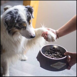 Voksen hundefoder