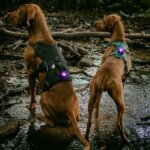 Orbiloc-dog-dual-purple-hunde