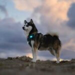 Orbiloc-dog-dual-turkis-hund
