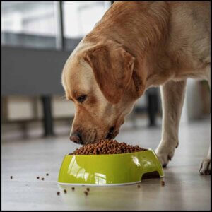 Race hundefoder
