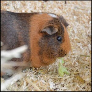 Strøelse, halm og toiletter