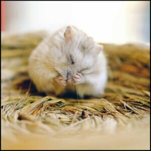 Pelspleje og sundhed