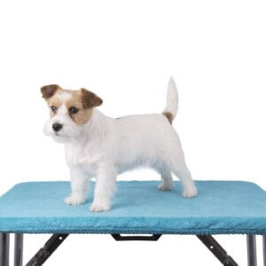 Trimmebords tæppe og Jack russel