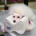 Topopsætningspude-silverM-puddel