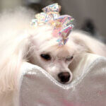 Topopsætningspude silverPuddel