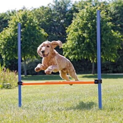 agility-spring_default.jpg