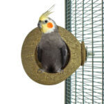 back-zoo-nature-coconut-house1_default.jpg